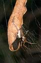 Phonognatha_graeffei_D2740_Z_81_-_Australie