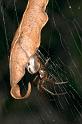 Phonognatha_graeffei_D2741_Z_81_-_Australie
