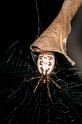 Phonognatha_graeffei_D2742_Z_81_-_Australie