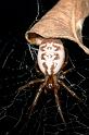 Phonognatha_graeffei_D2743_Z_80_-_Australie