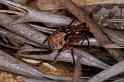 Phonognatha_graeffei_D4116_Z_88_Toowoomba_Australie