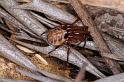 Phonognatha_graeffei_D4117_Z_89_Toowoomba_Australie