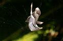 Phonognatha_graeffei_D4118_Z_87_Toowoomba_Australie