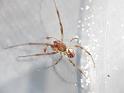 Phonognatha_graeffei_D6697_Z_88_Brisbane_Australie