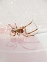 Phonognatha_graeffei_D6698_Z_88_Brisbane_Australie