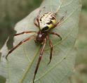 Phonognatha_graeffei_D6972_Z_89_Brisbane_Australie