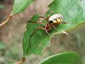 Phonognatha_graeffei_D6973_Z_89_Brisbane_Australie