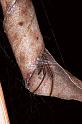 Phonognatha_graeffei_F0517_Z_85_Brisbane-Oakey_Australie