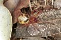 Phonognatha_graeffei_F0557_Z_95_Carnavon_Australie