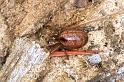 Phonognatha_graeffei_F1615_Z_78_Crampians_Australie