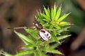 Phonognatha_graeffei_F1619_Z_76_Crampians_Australie
