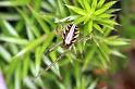 Phonognatha_graeffei_F1620_Z_75_Crampians_Australie
