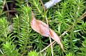 Phonognatha_graeffei_F1622_Z_75_Nelson_Australie