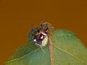 Poecilopachys_australasia_D6943_Z_89_Brisbane_Australie