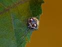 Poecilopachys_australasia_D6944_Z_90_Brisbane_Australie