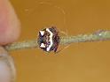 Poecilopachys_australasia_D6947_Z_90_Brisbane_Australie