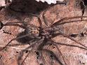 Tegenaria_duellica-gigantea_F1684_Z_75_-_Frankrijk