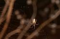 ZZ_ZZXYX_D3338_Z_82_Corrigin_Australie