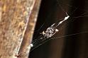 ZZ_ZZXYX_F0637_Z_85_Collinsville_Australie