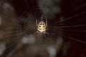 Zilla_diodia_P0686_Z_90_Soube_Frankrijk
