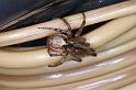 Zygiella_atrica_D4578_Z_89_Utrecht_Nederland