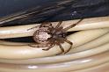 Zygiella_atrica_D4579_Z_90_Utrecht_Nederland