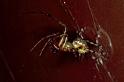 Zygiella_atrica_P0245_Z_85_Waterleidingduinen_Nederland