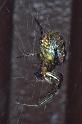 Zygiella_atrica_RP0032_O_90_Waterleidingduinen_Nederland