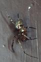 Zygiella_atrica_RP0033_Z_85_Waterleidingduinen_Nederland
