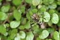 Zygiella_x-notata_D4548_Z_88_Badhoevedorp_Nederland