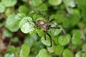 Zygiella_x-notata_D4549_Z_89_Badhoevedorp_Nederland