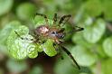 Zygiella_x-notata_D4550_Z_89_Badhoevedorp_Nederland