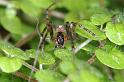 Zygiella_x-notata_D4551_Z_88_Badhoevedorp_Nederland