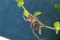Zygiella_x-notata_D4553_Z_89_Badhoevedorp_Nederland