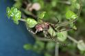 Zygiella_x-notata_D4554_Z_89_Badhoevedorp_Nederland