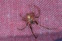 Zygiella_x-notata_D4555_Z_89_Badhoevedorp_Nederland