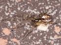 Zygiella_x-notata_D5859_Z_90_Badhoevedorp_Nederland
