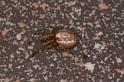 Zygiella_x-notata_D5860_Z_88_Badhoevedorp_Nederland