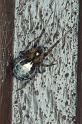 Zygiella_x-notata_RP0029_Z_75_Waterleidingduinen_Nederland