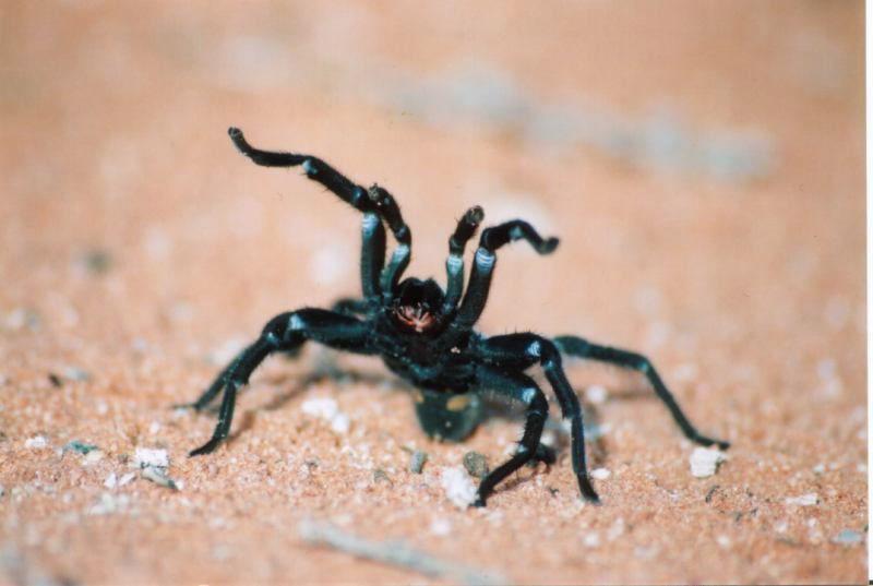 Idiommata_scintillans_D7344_Z_78_-_Australie.jpg