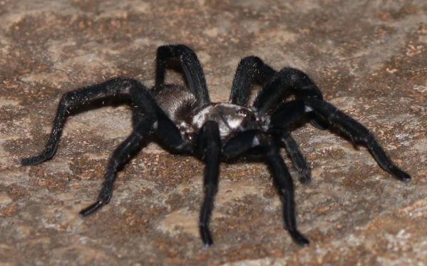 Idiommata_scintillans_D7345_Z_82_-_Australie.jpg
