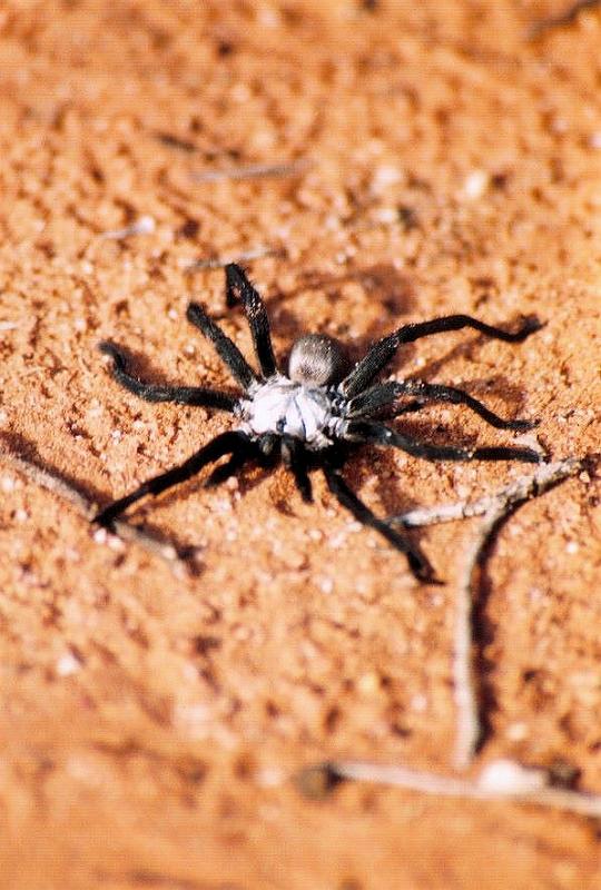 Idiommata_scintillans_D7347_Z_83_-_Australie.jpg
