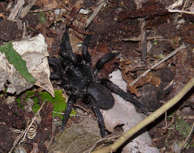 Seqocrypta_jakara_D6264_Z_89_Brisbane_Australie.jpg