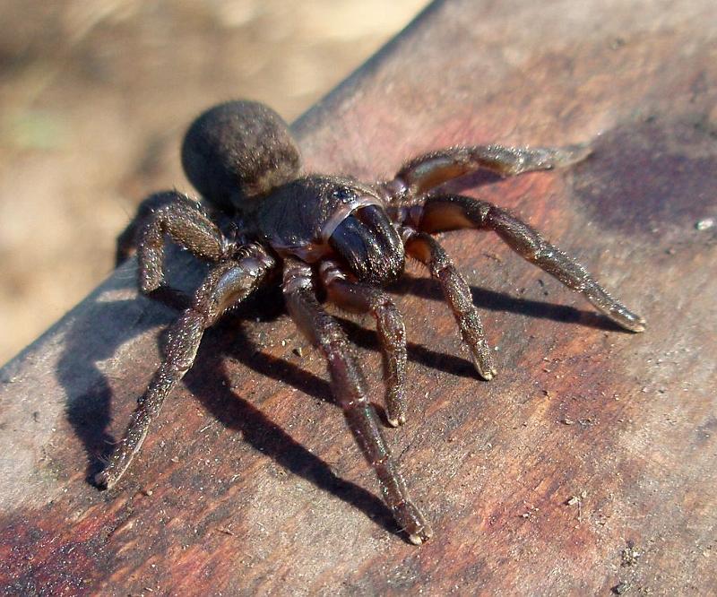 Seqocrypta_jakara_D6287_Z_86_Brisbane_Australie.jpg