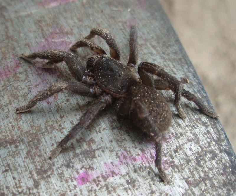 Seqocrypta_jakara_D6341_Z_88_Brisbane_Australie.jpg