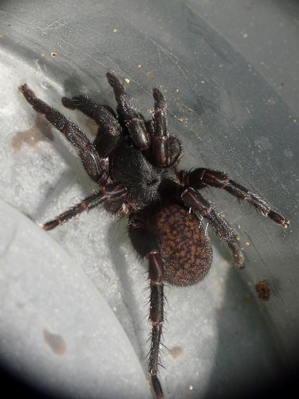 Seqocrypta_jakara_D6728_Z_90_Brisbane_Australie.jpg