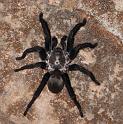 Idiommata_scintillans_D7339_Z_81_-_Australie