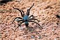Idiommata_scintillans_D7340_Z_82_-_Australie