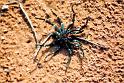 Idiommata_scintillans_D7341_Z_78_-_Australie