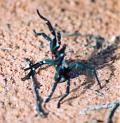 Idiommata_scintillans_D7342_Z_75_-_Australie